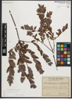 Foto von Salix myrtilloides L. x Salix repens L.